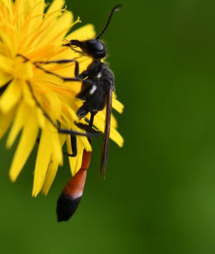 Ammophila sabulosa